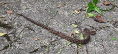 Bothrops jararacussu
