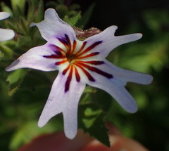 Jamesbrittenia racemosa