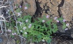 Jamesbrittenia racemosa