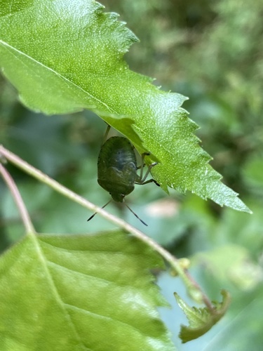Green shield bug