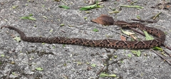Bothrops jararacussu