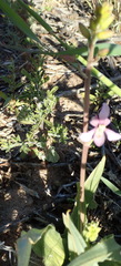 Cyanella orchidiformis