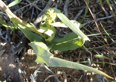 Cyanella orchidiformis