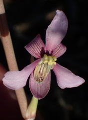 Cyanella orchidiformis