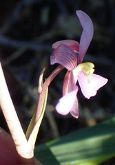 Cyanella orchidiformis