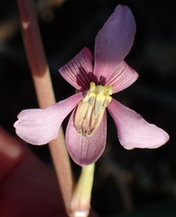 Cyanella orchidiformis