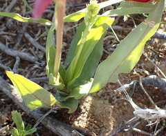 Cyanella orchidiformis