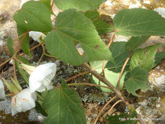 Dombeya tiliacea