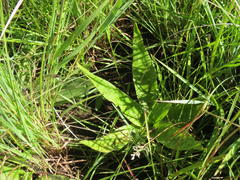 Ledebouria revoluta
