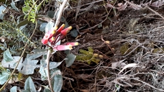 Macleania cordifolia