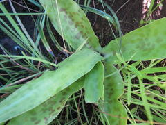 Ledebouria revoluta