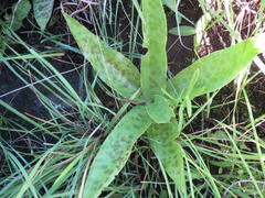 Ledebouria revoluta