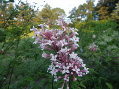 Syringa pubescens microphylla