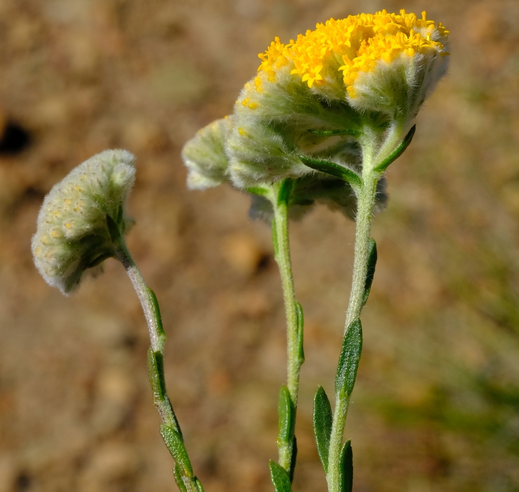 Crownless Coulterbush
