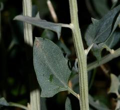 Manochlamys albicans