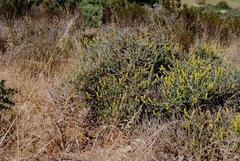 Manochlamys albicans