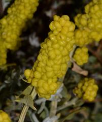 Manochlamys albicans