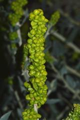 Manochlamys albicans