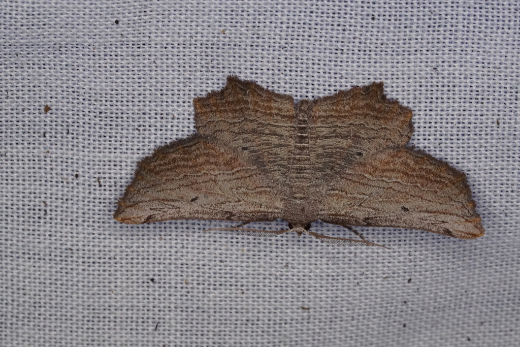 Symphylistis