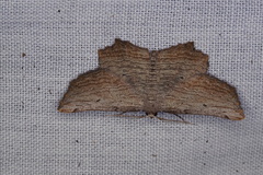 Symphylistis leptocyma