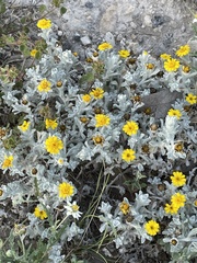 Thymophylla micropoides