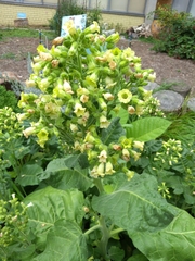 Nicotiana rustica