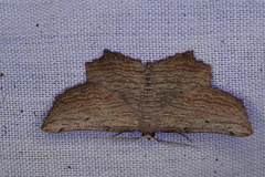 Symphylistis leptocyma