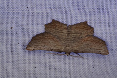 Symphylistis leptocyma