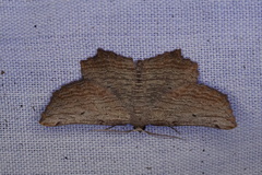Symphylistis leptocyma