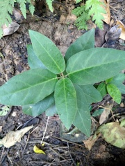 Vincetoxicum hirsutum