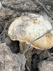 Battarreoides diguetii