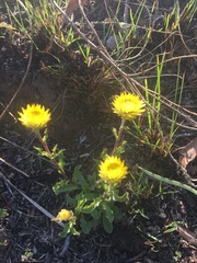 Helichrysum foetidum