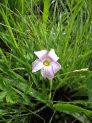 Oxalis smithiana