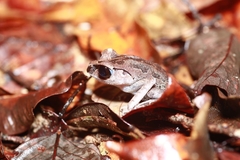 Leptobrachium