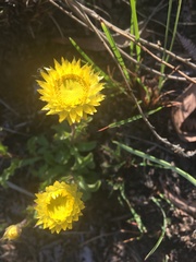 Helichrysum foetidum