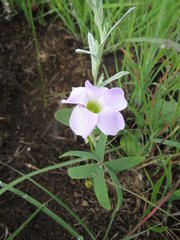 Oxalis smithiana