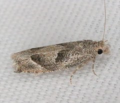 Pelochrista corosana