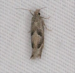Pelochrista corosana
