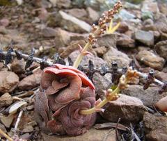 Crassula hemisphaerica