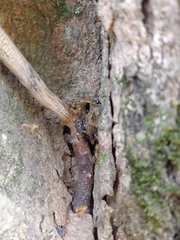 Tetragonisca angustula