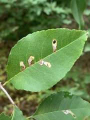 Coptodisca splendoriferella