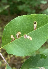 Coptodisca splendoriferella