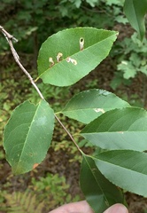 Coptodisca splendoriferella
