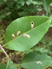 Coptodisca splendoriferella