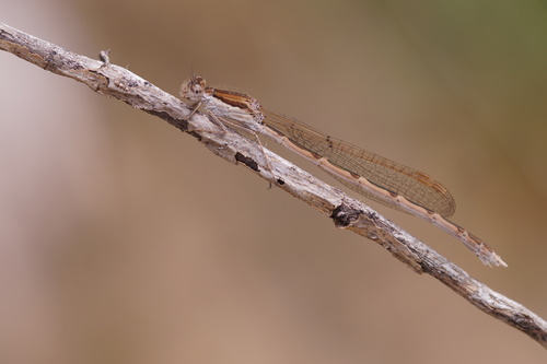 Invernina comune