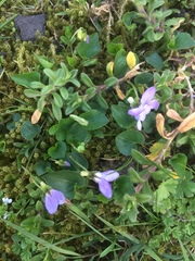 Cerastium semidecandrum