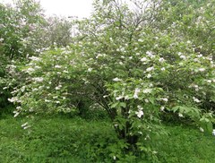 Syringa wolfii
