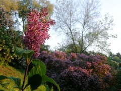 Syringa komarowii