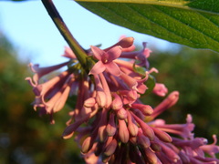 Syringa komarowii