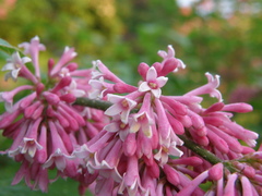 Syringa komarowii